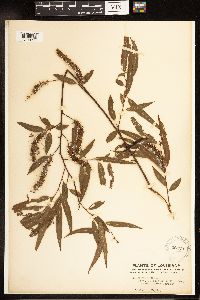 Salix nigra image