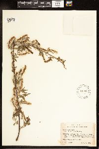 Salix nigra image