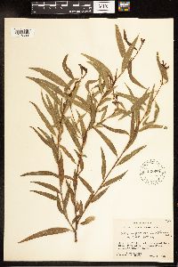 Salix nigra image