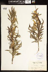 Salix nigra image