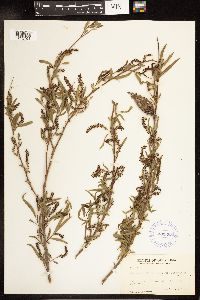 Salix nigra image