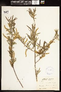 Salix nigra image