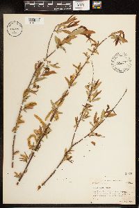 Salix nigra image