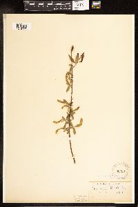 Salix nigra image