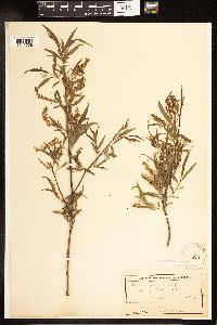 Salix nigra image