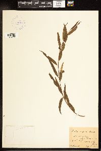 Salix nigra image