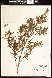 Salix nigra image