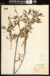 Salix nigra image