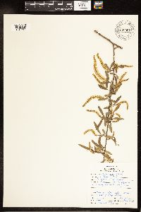 Salix nigra image