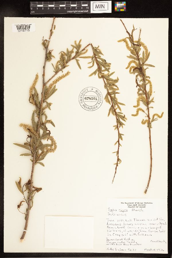 Salix nigra image