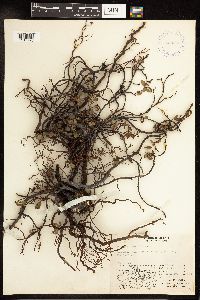 Salix ovalifolia image