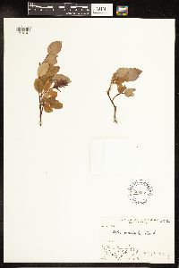 Salix ovalifolia image