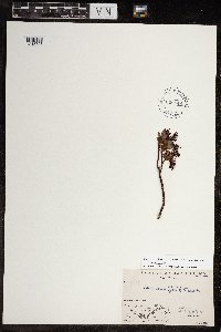 Salix ovalifolia image