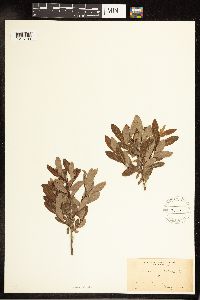 Salix pedicellaris image