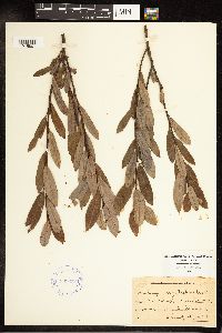 Salix pedicellaris image