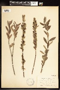 Salix pedicellaris image