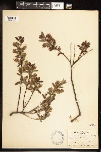 Salix pedicellaris image