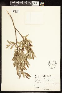 Salix pedicellaris image