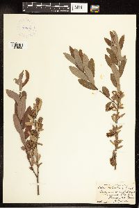 Salix pedicellaris image
