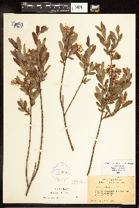 Salix pedicellaris image