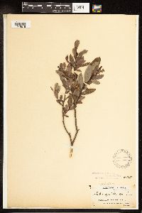 Salix pedicellaris image