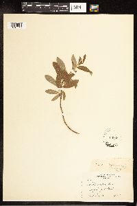 Salix pedicellaris image