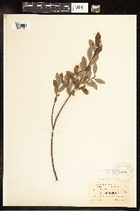 Salix pedicellaris image