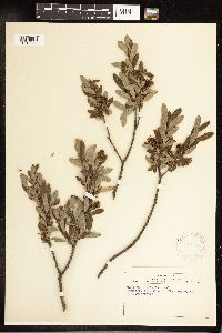 Salix pedicellaris image