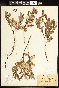 Salix pedicellaris image