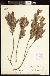 Salix pedicellaris image