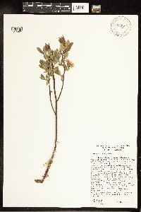 Salix pedicellaris image
