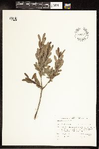 Salix pedicellaris image