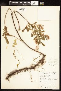 Salix pedicellaris image
