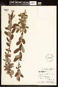 Salix pedicellaris image