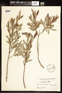Salix pedicellaris image