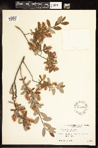 Salix pedicellaris image