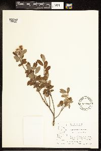 Salix pedicellaris image