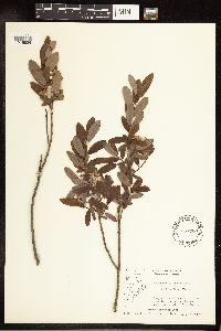 Salix pedicellaris image