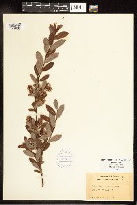 Salix pedicellaris image