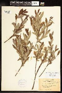 Salix pedicellaris image