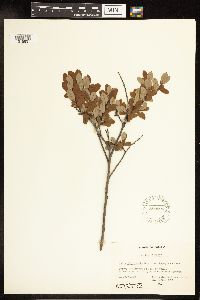 Salix pedicellaris image