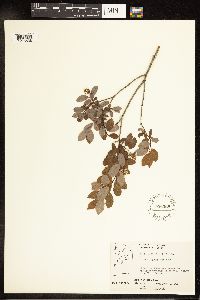 Salix pedicellaris image