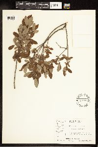 Salix pedicellaris image