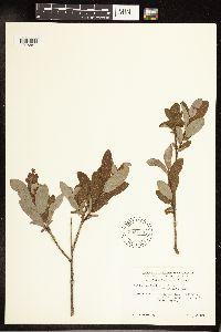 Salix pedicellaris image