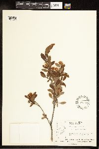 Salix pedicellaris image