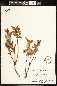 Salix pedicellaris image