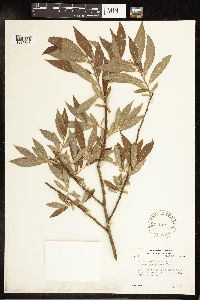 Salix pedicellaris image