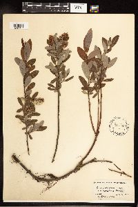 Salix pedicellaris image