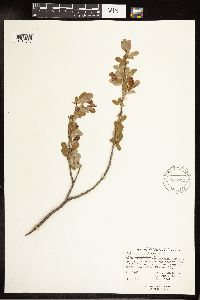 Salix pedicellaris image