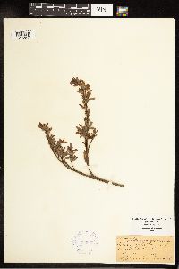 Salix pedicellaris image